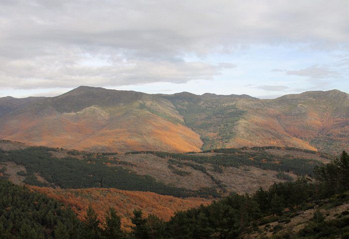 fuentes del jarama