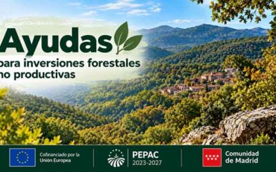 Ayudas para actuaciones forestales en montes de titularidad privada
